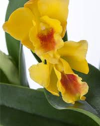 Gelb Cattleya Hybrida Blumensamen zur Aussaat – Halbschatten verträglich – Traditionssorte & ohne Gentechnik Samen Hausgarten