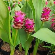 Rosa Curcuma Blumensamen zur Aussaat – farbenfroh Schau – Traditionssorte & ohne Gentechnik Samen Hausgarten
