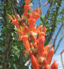 Ocotillo Fouquieria Splendens Blumensamen zur Aussaat – sonnenliebend – Traditionssorte & ohne Gentechnik Samen Hausgarten
