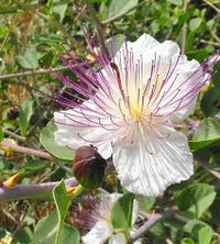 Weiß Capparis Blumensamen zur Aussaat – sonnenliebend – Traditionssorte & ohne Gentechnik Samen Hausgarten