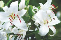 Casa Blanca Blumensamen zur Aussaat – ideal Rabatten – Traditionssorte & ohne Gentechnik Samen Hausgarten