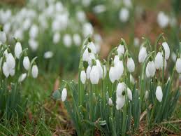 Weiß Galanthus Nivalis Blumensamen zur Aussaat – Bestäuber freundlich – Traditionssorte & ohne Gentechnik Samen Hausgarten