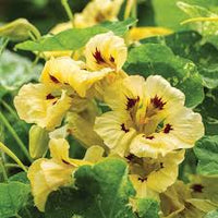Creme Kapuzinerkresse Blumensamen Garten Schnitt Blume beliebt Traditionssorte & ohne Gentechnik Samen Hausgarten