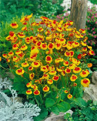 Calceolaria Uniflora Blumensamen zur Aussaat – Schnitt Blume beliebt – Traditionssorte & ohne Gentechnik Samen Hausgarten