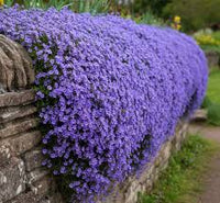 Aubrieta Cascade Blumensamen zur Aussaat – saisonal Dauerblüher – Traditionssorte & ohne Gentechnik Samen Hausgarten