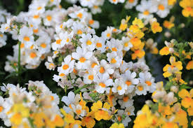 Weiß Nemesia Strumosa Blumensamen zur Aussaat – kompakt Wuchs – Traditionssorte & ohne Gentechnik Samen Hausgarten