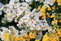 Weiß Nemesia Strumosa Blumensamen zur Aussaat – kompakt Wuchs – Traditionssorte & ohne Gentechnik Samen Hausgarten