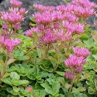 Lila Spurium Coccineum Blumensamen zur Aussaat – leuchtend – Traditionssorte & ohne Gentechnik Samen Hausgarten