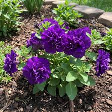 gefüllt Violett Petunie Blumensamen zur Aussaat – Landhaus Garten wichtig – Traditionssorte & ohne Gentechnik Samen Hausgarten