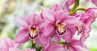 Nema Cymbidium Orchidee Blumensamen zur Aussaat – Drought verträglich – Traditionssorte & ohne Gentechnik Samen Hausgarten