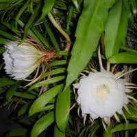Grün Epiphyllum Blumensamen zur Aussaat – leuchtend Blüten – Traditionssorte & ohne Gentechnik Samen Hausgarten