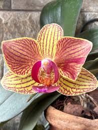 Gelb Rot Schmetterlingsorchidee Orchidee Blumensamen zur Aussaat – sonnenliebend – Traditionssorte & ohne Gentechnik Samen Hausgarten