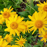 Gelb Meadow Arnica Blumensamen zur Aussaat – Drought verträglich – Traditionssorte & ohne Gentechnik Samen Hausgarten