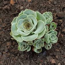 Grün Cliff Stonecrop Blumensamen zur Aussaat – Anzucht – Traditionssorte & ohne Gentechnik Samen Hausgarten