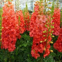 Delphinium Blumensamen zur Aussaat – Landhaus Garten wichtig – Traditionssorte & ohne Gentechnik Samen Hausgarten