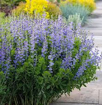 Blau False Indigo Blumensamen zur Aussaat – Anzucht – Traditionssorte & ohne Gentechnik Samen Hausgarten