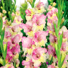Gelb Rosa Gladiole Blumensamen zur Aussaat – ideal Rabatten Traditionssorte & ohne Gentechnik Samen Hausgarten