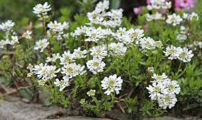 Iberis Sempervirens Blumensamen zur Aussaat – Schnitt Blume beliebt – Traditionssorte & ohne Gentechnik Samen Hausgarten