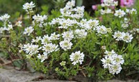 Iberis Sempervirens Blumensamen zur Aussaat – Schnitt Blume beliebt – Traditionssorte & ohne Gentechnik Samen Hausgarten