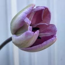 hell Lila Tulpe Blumensamen zur Aussaat Garten beliebt Traditionssorte & ohne Gentechnik Samen Hausgarten