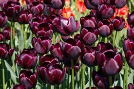 Marron Tulpe Blumensamen zur Aussaat Halbschatten verträglich Traditionssorte & ohne Gentechnik Samen Hausgarten