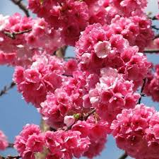 Rosa Fraseri Serrulata Blumensamen zur Aussaat – ideal Rabatten – Traditionssorte & ohne Gentechnik Samen Hausgarten