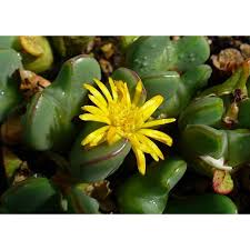 Conophytum Bilobum Cactus Samen zur Aussaat – Wildblume Mischung – Traditionssorte & ohne Gentechnik Samen Hausgarten