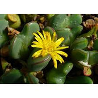 Conophytum Bilobum Cactus Samen zur Aussaat – Wildblume Mischung – Traditionssorte & ohne Gentechnik Samen Hausgarten