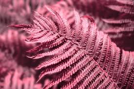 Rosa Fern zur Aussaat Halbschatten verträglich Traditionssorte & ohne Gentechnik Samen Hausgarten