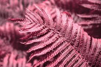 Rosa Fern zur Aussaat Halbschatten verträglich Traditionssorte & ohne Gentechnik Samen Hausgarten