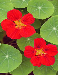 Kastanienrot Kapuzinerkresse Blumensamen farbenfroh Schau Traditionssorte & ohne Gentechnik Samen Hausgarten