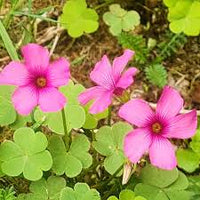 Sorrel Blumensamen zur Aussaat – Schnitt Blume beliebt – Traditionssorte & ohne Gentechnik Samen Hausgarten