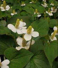 Houttuynia Blumensamen zur Aussaat ideal Rabatten Traditionssorte & ohne Gentechnik Samen Hausgarten
