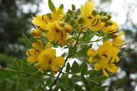 Gelb Senna Blumensamen zur Aussaat – sonnenliebend – Traditionssorte & ohne Gentechnik Samen Hausgarten