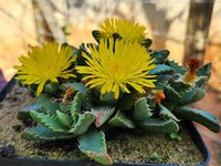 Echter Tigerrachen Blumensamen zur Aussaat – Halbschatten verträglich – Traditionssorte & ohne Gentechnik Samen Hausgarten