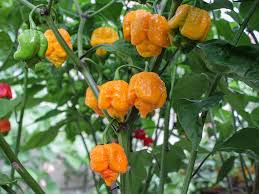 Trinidad Moruga Orange Samen zum Pflanzen