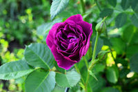 Floribunda Blumensamen zur Aussaat – sonnenliebend – Traditionssorte & ohne Gentechnik Samen Hausgarten