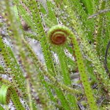 Drosophyllum Lusitanicum Carnivorous Samen – Traditionssorte ohne Gentechnik leuchtend Blüten Garten Aussaat
