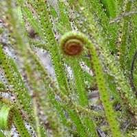 Drosophyllum Lusitanicum Carnivorous Samen – Traditionssorte ohne Gentechnik leuchtend Blüten Garten Aussaat