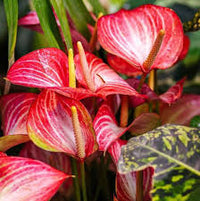 Rot Weiß Flamingoblume Blumensamen zur Aussaat Anzucht Traditionssorte & ohne Gentechnik Samen Hausgarten