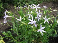 Laurentia Blumensamen zur Aussaat – duftend Blüten – Traditionssorte & ohne Gentechnik Samen Hausgarten