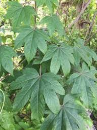 Kalopanax Septemlobus Aralia Samen zur Aussaat – lang Blüte Saison – Traditionssorte & ohne Gentechnik Samen Hausgarten