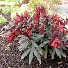 Euphorbia Amygdaloides Blumensamen zur Aussaat – Anzucht – Traditionssorte & ohne Gentechnik Samen Hausgarten