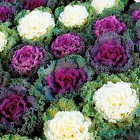 Violett Brassica Oleracea Blumensamen – leuchtend Blüten Traditionssorte & ohne Gentechnik Samen Hausgarten