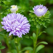 hell Violett Aster Callistephus Blumensamen zur Aussaat Drought verträglich Traditionssorte & ohne Gentechnik Samen Hausgarten