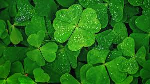 dunkel Grün Four Leaf Clover Samen farbenfroh Schau Traditionssorte & ohne Gentechnik Samen Hausgarten
