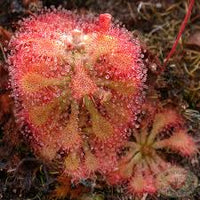 Rot Drosera Blumensamen zur Aussaat – kompakt Wuchs – Traditionssorte & ohne Gentechnik Samen Hausgarten