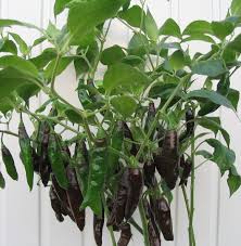 Aji Panca Chocolate Samen zum Pflanzen - Gemüse Garden Samen