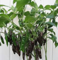 Aji Panca Chocolate Samen zum Pflanzen - Gemüse Garden Samen