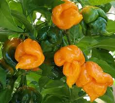 Trinidad Moruga Orange Samen zum Pflanzen